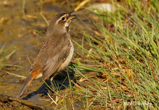 Blaukehlchen - Weibchen