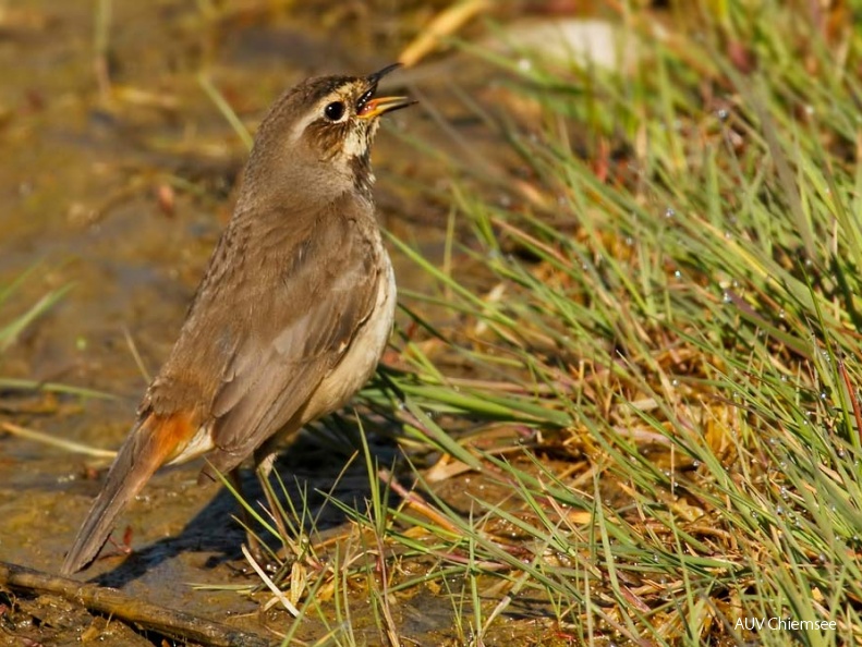 Blaukehlchen - Weibchen