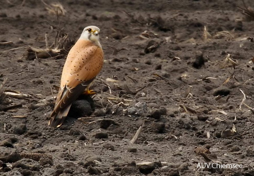 Turmfalke