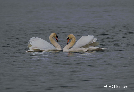 Höckerschwan  ...