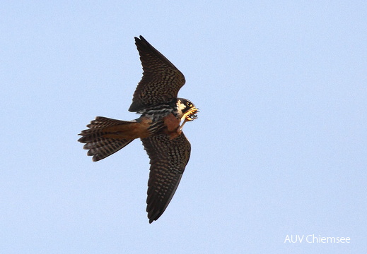 Baumfalke