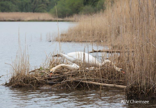 Höckerschwan beim Nestbau