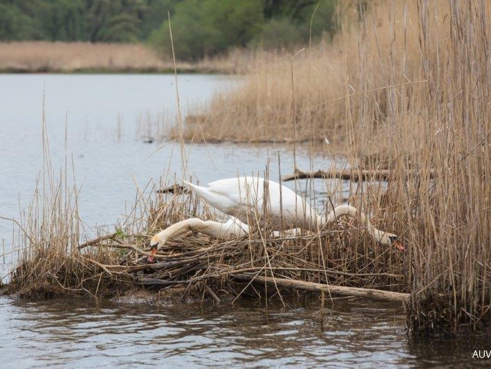 Höckerschwan beim Nestbau