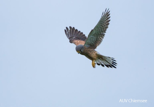 Turmfalke