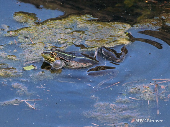 Wasserfrosch