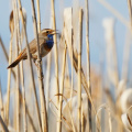 Blaukehlchen