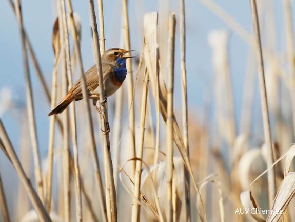 Blaukehlchen