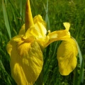 Gelbe Sumpf-Schwertlilie