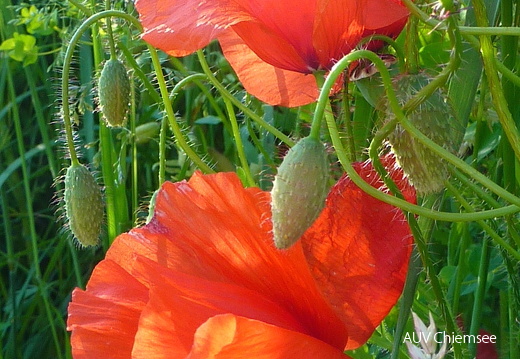Mohnblume