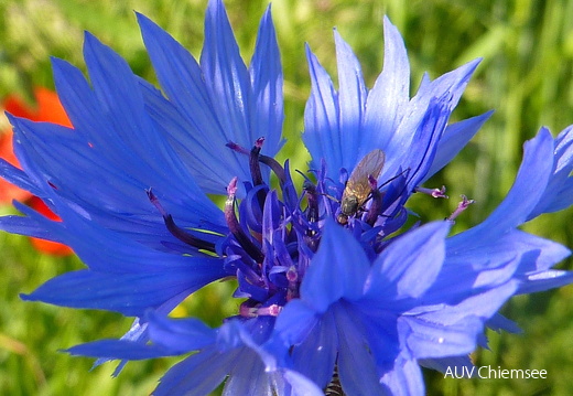 Kornblume