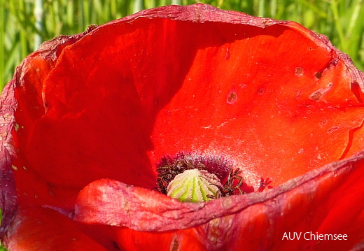 Mohnblume  ...