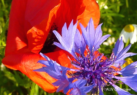 Mohnblume und Kornblume