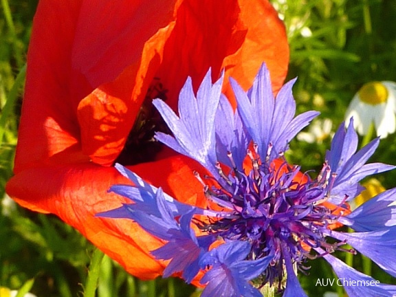 Mohnblume und Kornblume