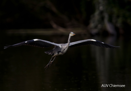 Graureiher - Flieger