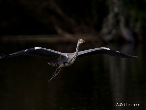 Graureiher - Flieger