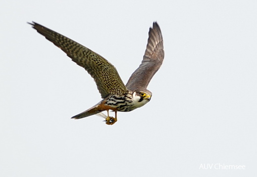 AktNatBeo-140724-jz-Baumfalke_mit_Libelle