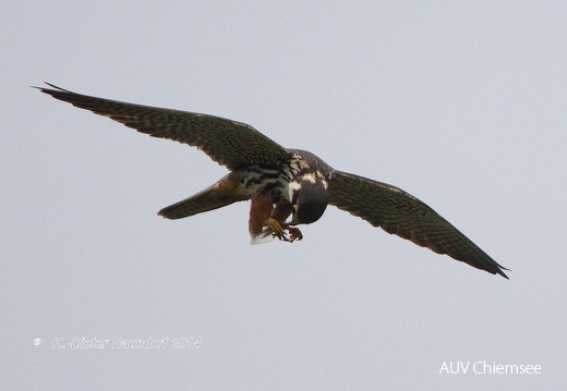 Baumfalke  ...