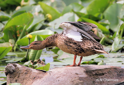 Stockente