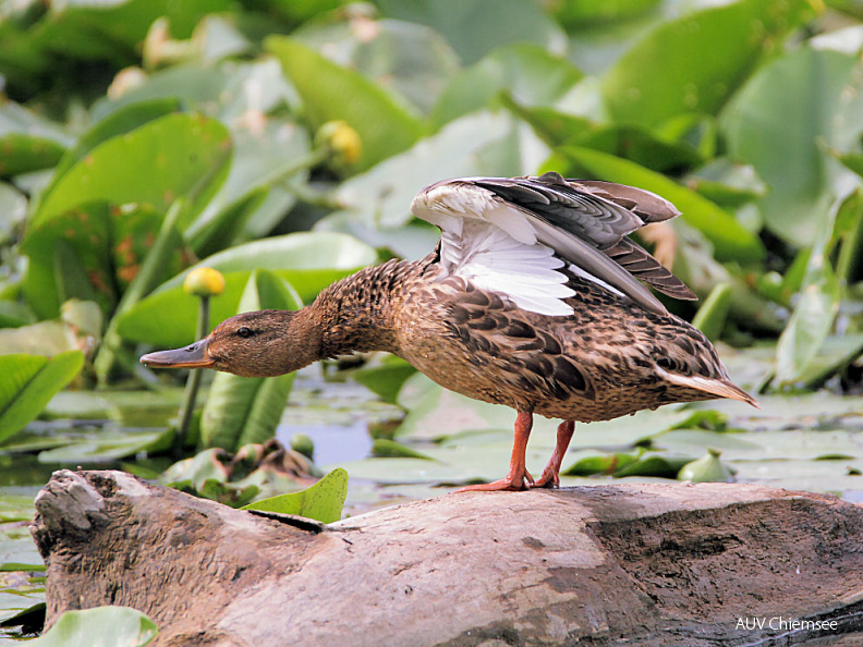 Stockente