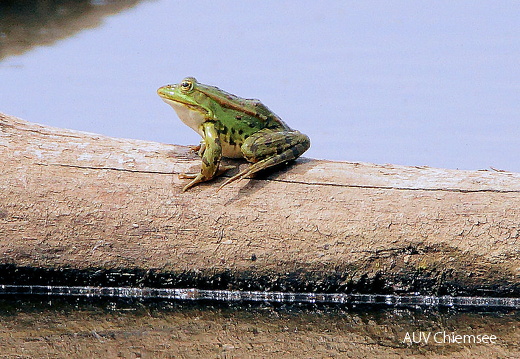 Wasserfrosch