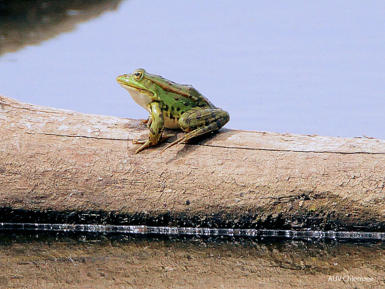 Wasserfrosch