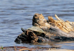 Gelbbauch Schmuckschildkröte