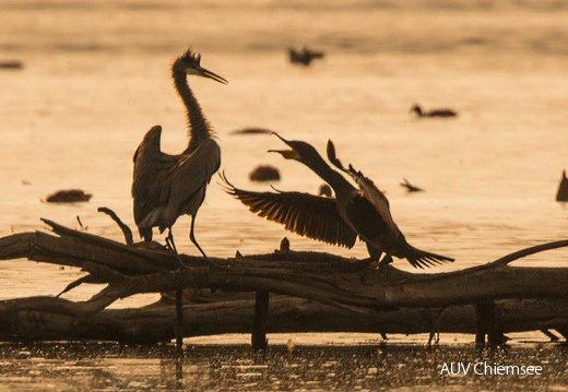 Kormoran attackiert Graureiher