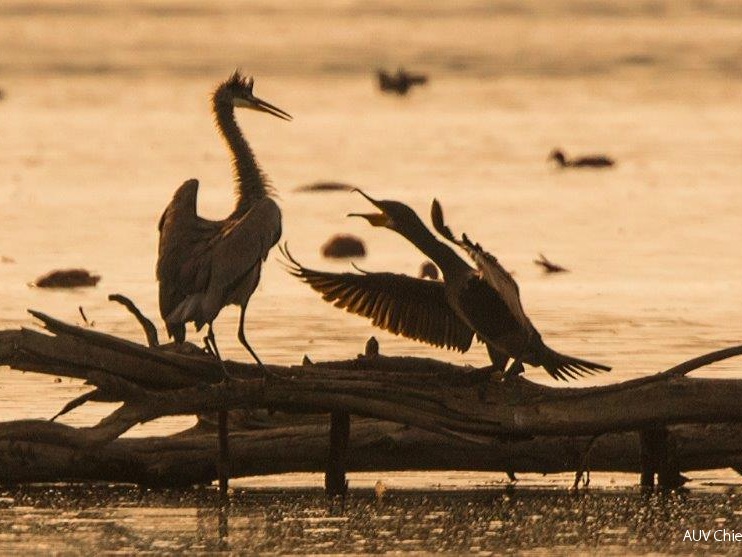 Kormoran attackiert Graureiher