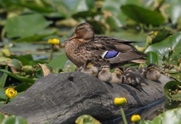 Stockentenfamilie