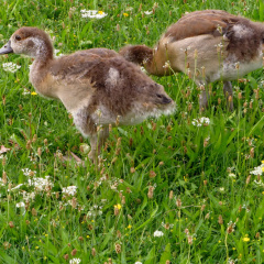 Nilgans - Junge