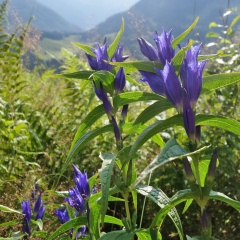 Schwalbenwurz-Enzian