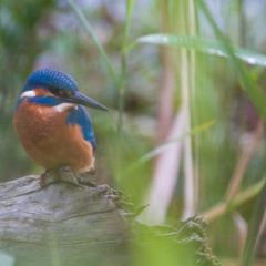 Eisvogel - Männchen ...