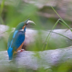 Eisvogel - Männchen