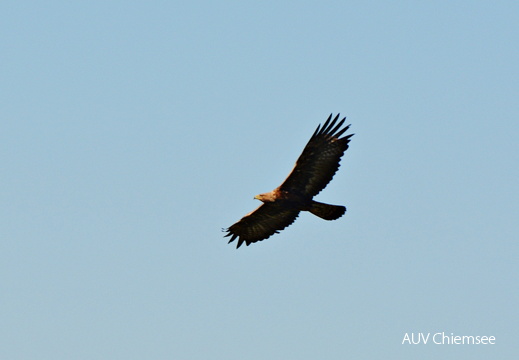 Steinadler