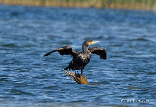 Kormoran