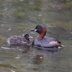 Zwergtaucher mit Küken