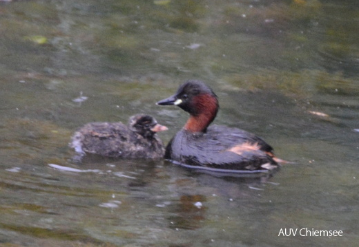 Zwergtaucher mit Küken