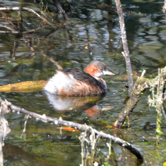 Zwergtaucher