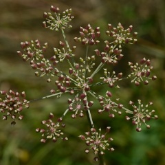 Wiesensilge