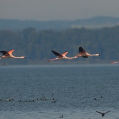 Flamingos  ...