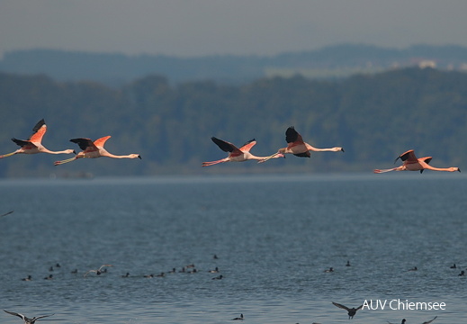 Flamingos  ...