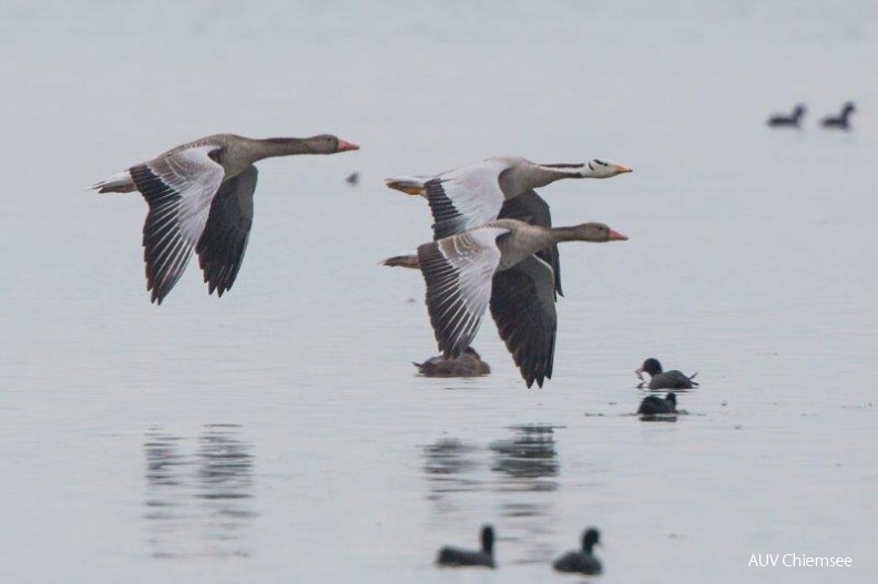 AktNatBeo-141001-ah-Streifengans_fliegt_mit_Graugaensen.jpg