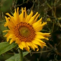 Sonnenblume