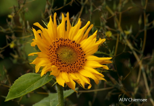 Sonnenblume