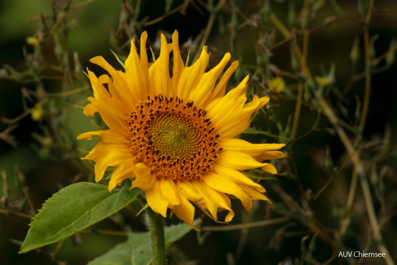 AktNatBeo-141002-mm-Sonnenblume-01_Manitz.jpg