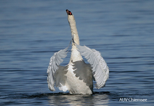 Höckerschwan