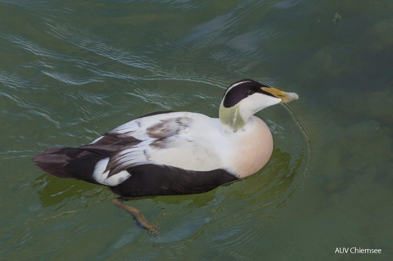 AktNatBeo-141010-ah-Eiderentenerpel_Fraueninsel.jpg