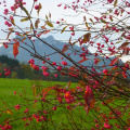 Pfaffenhütchen vor Heuberg