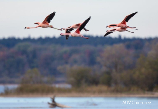 Flamingos  ...