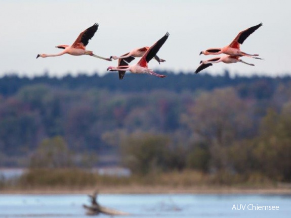 Flamingos  ...